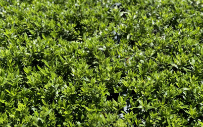 gardenia jasminoides "radicans"